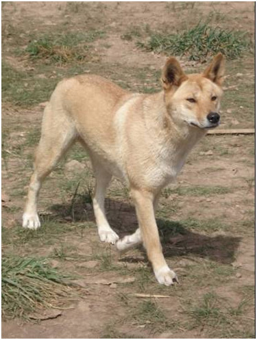 Wild dog