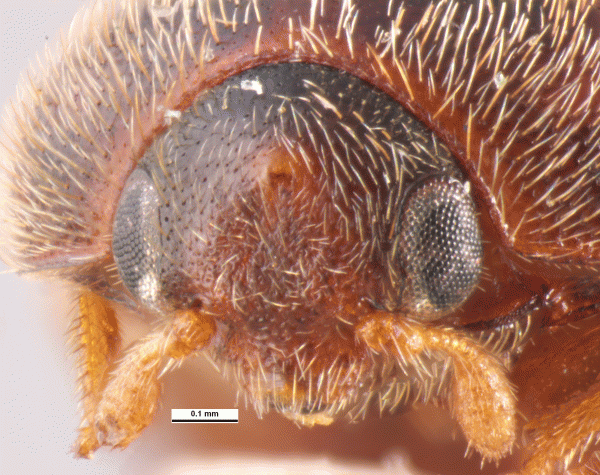 Khapra beetle