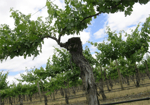 Grapevine